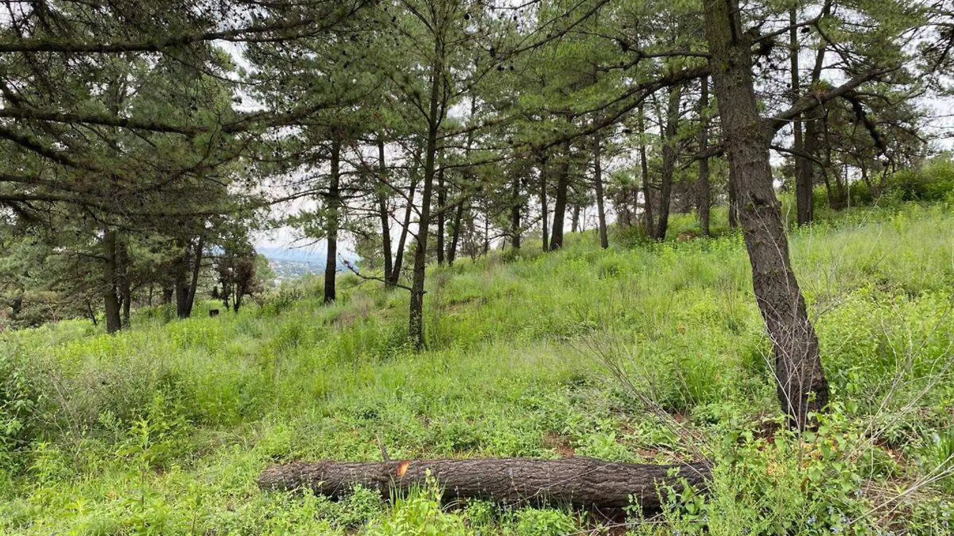 tala de arboles en el cerro zapotecas